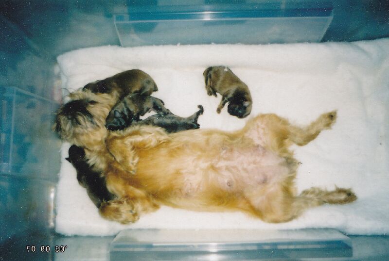 Abby-W-Pups.jpg (57504 bytes)