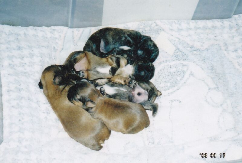AbbysPups.jpg (57650 bytes)